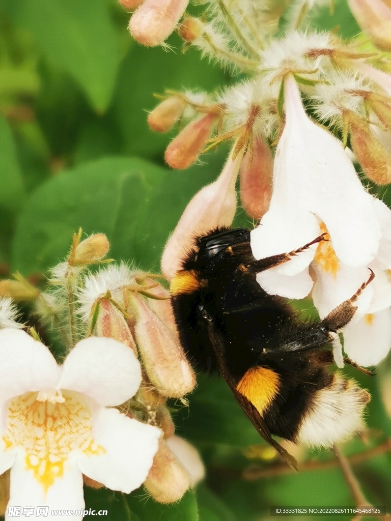 蜜蜂 授粉