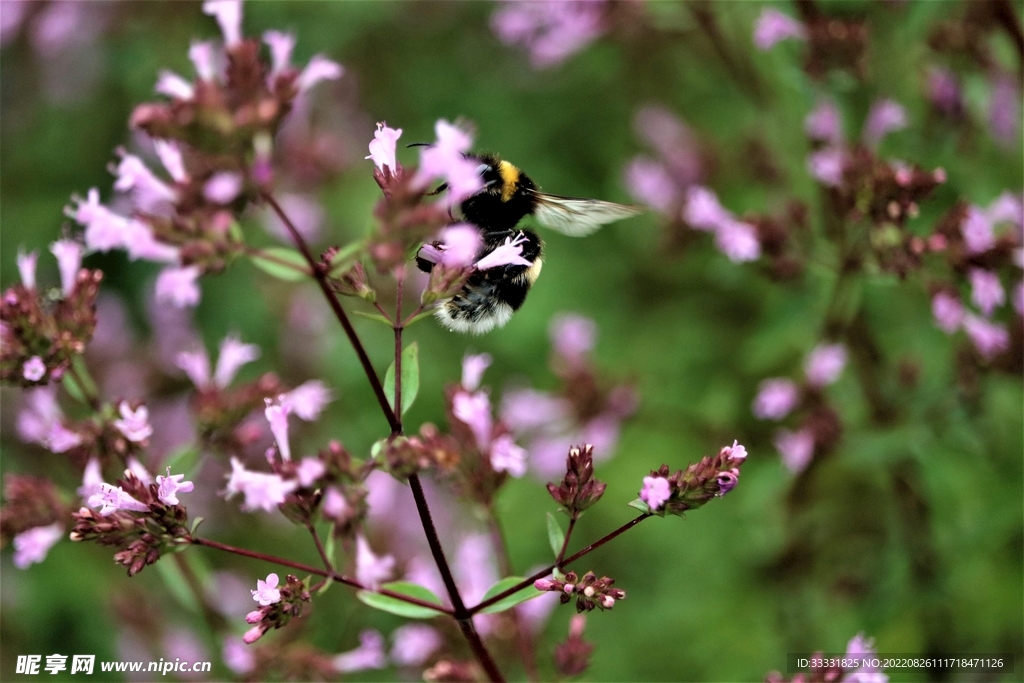 蜜蜂 授粉