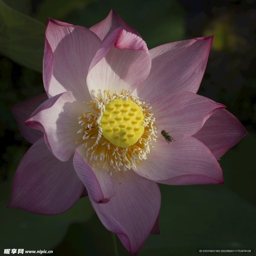 蜜蜂 授粉