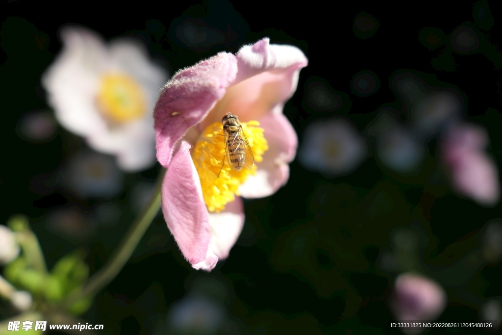 蜜蜂 授粉