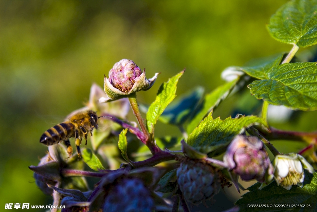 蜜蜂 授粉