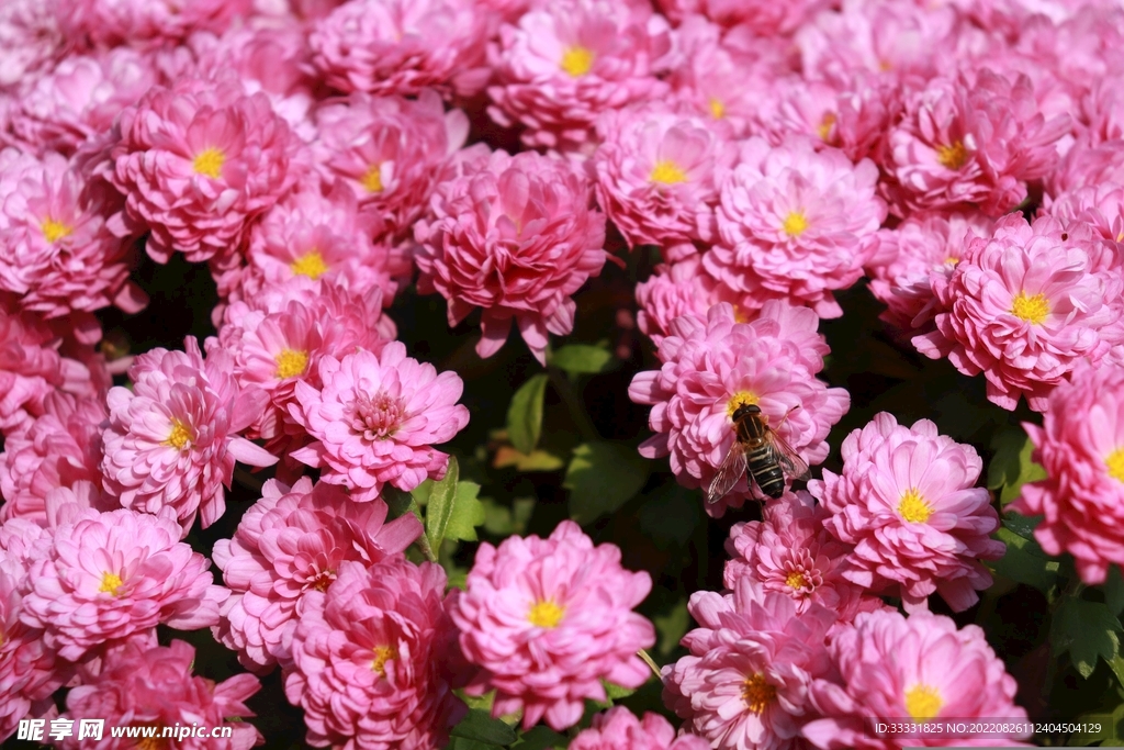 蜜蜂 授粉