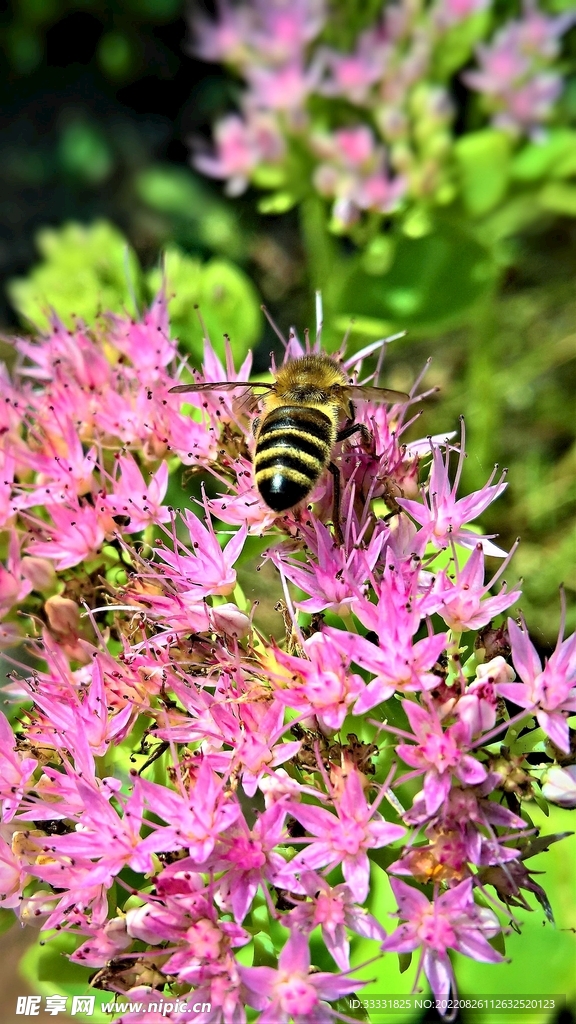 蜜蜂 授粉
