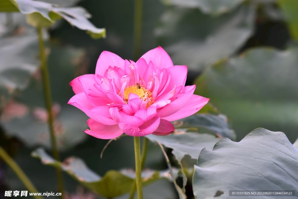 蜜蜂 授粉