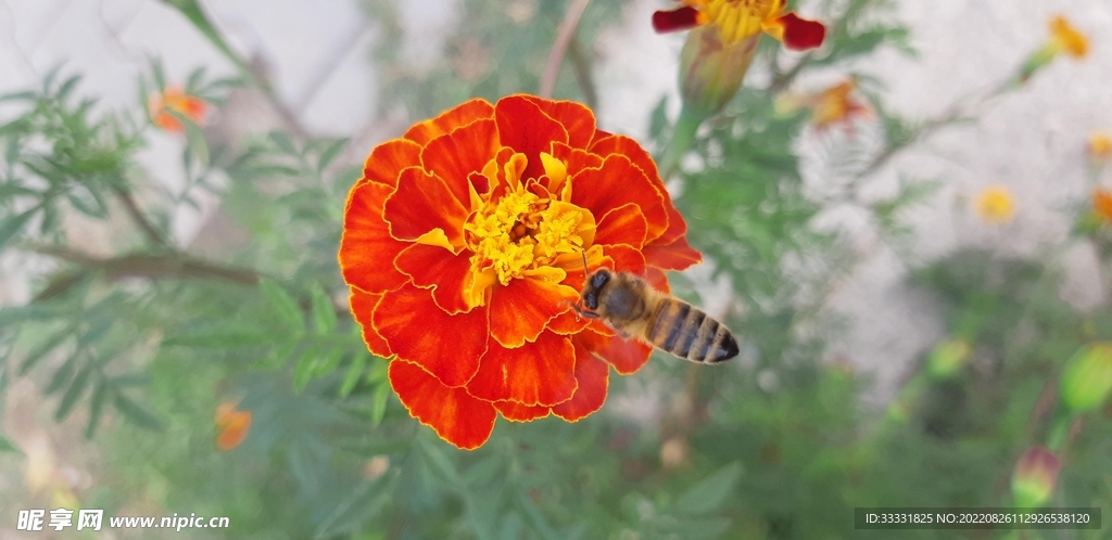 蜜蜂 授粉
