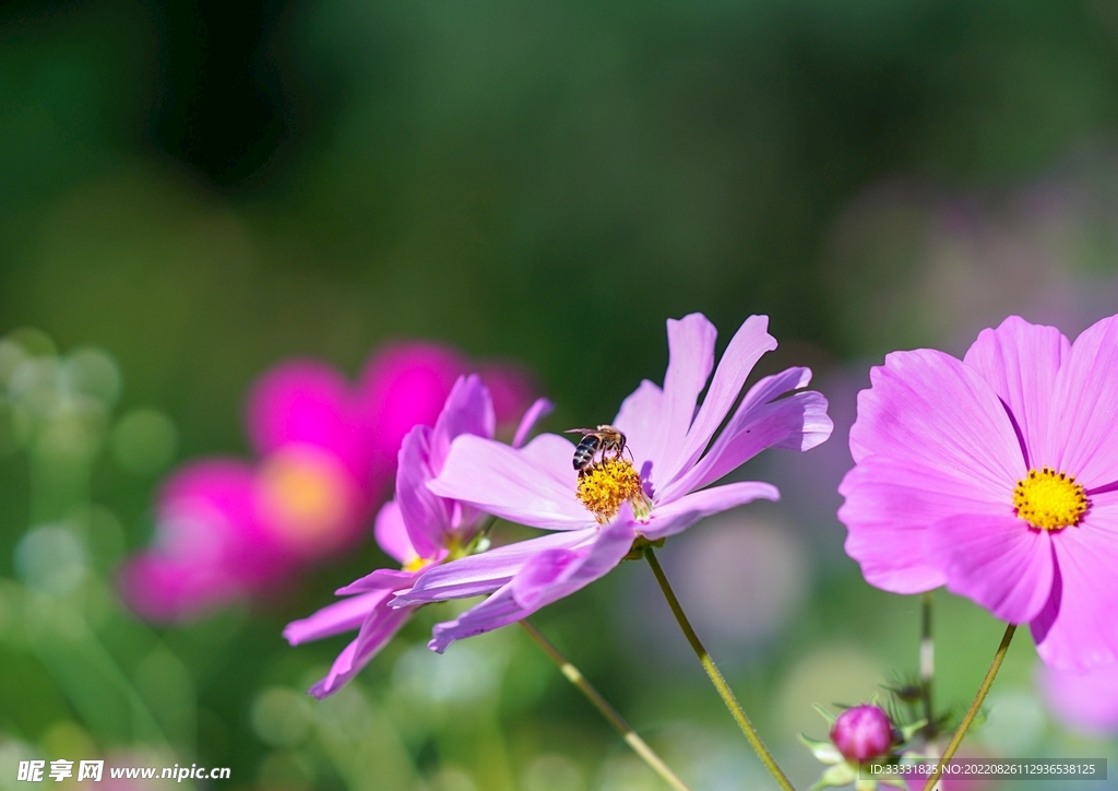 蜜蜂 授粉