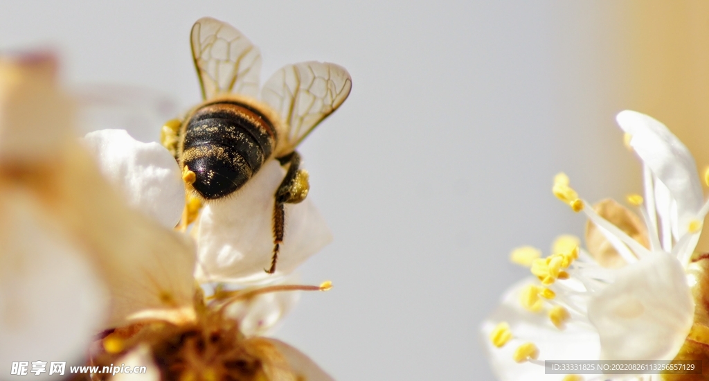 蜜蜂 授粉