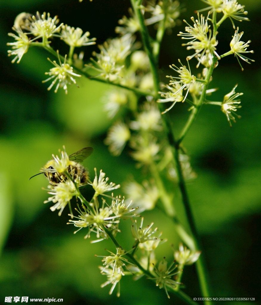 蜜蜂 授粉