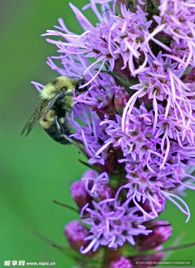 蜜蜂 授粉