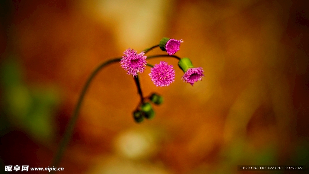 蜜蜂 授粉