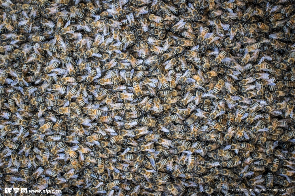 蜜蜂 授粉