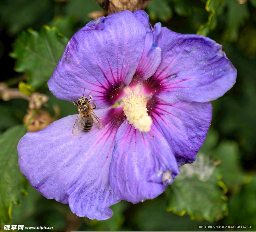 蜜蜂 授粉