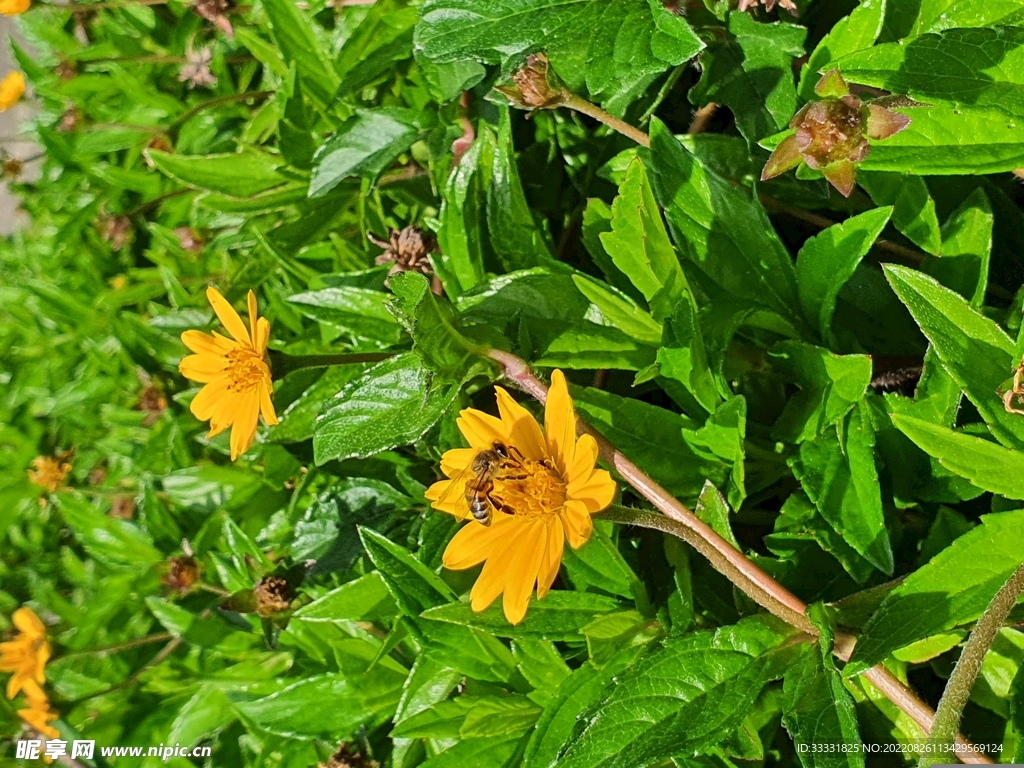 蜜蜂 授粉
