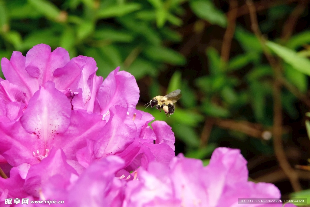 蜜蜂 授粉