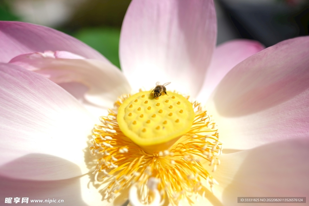 蜜蜂 授粉