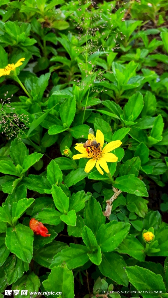 蜜蜂 授粉
