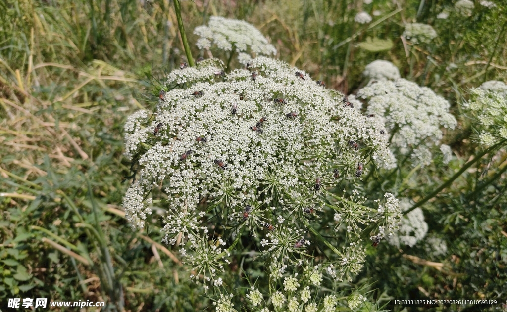 蜜蜂 授粉