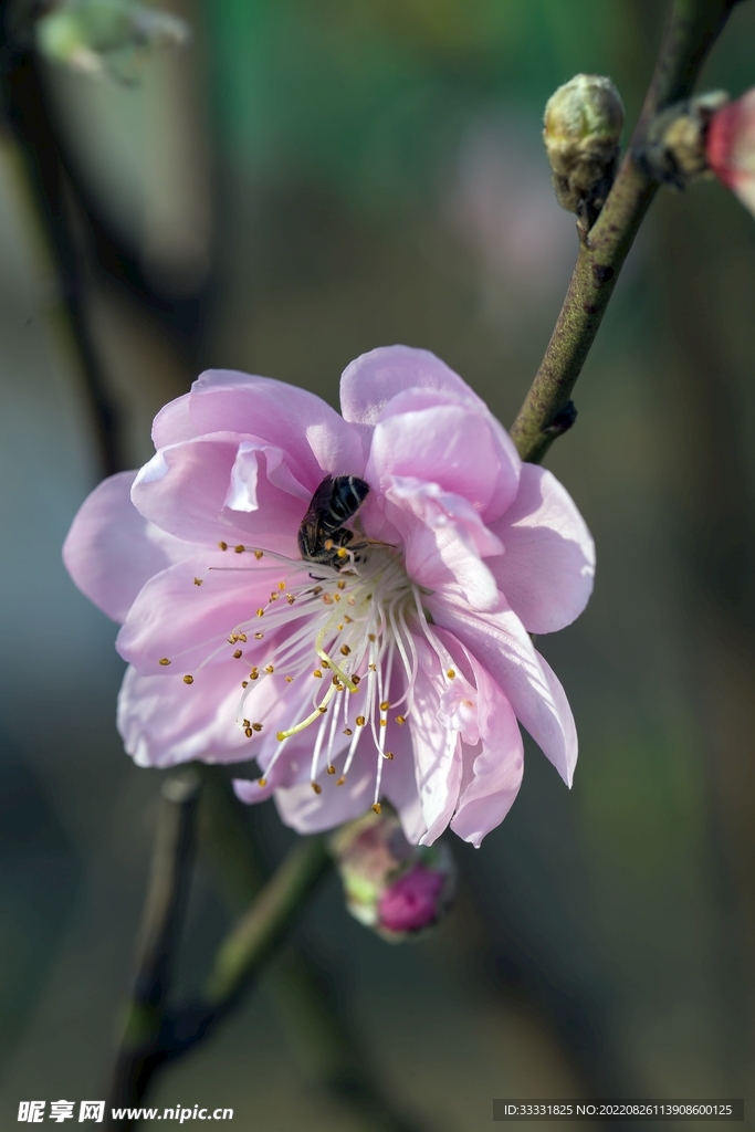 蜜蜂 授粉