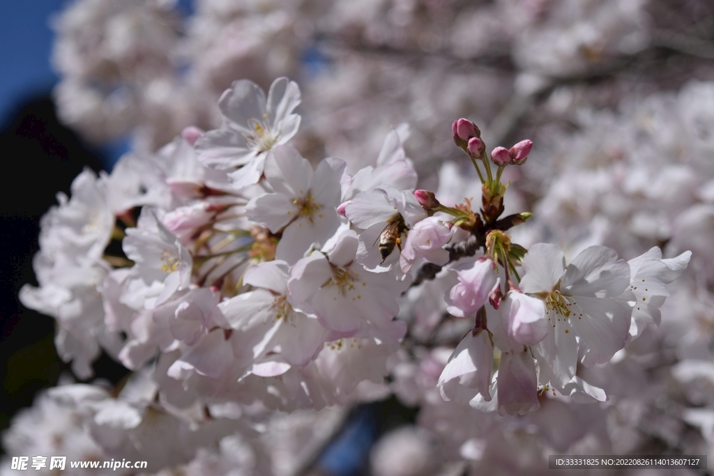 蜜蜂 授粉