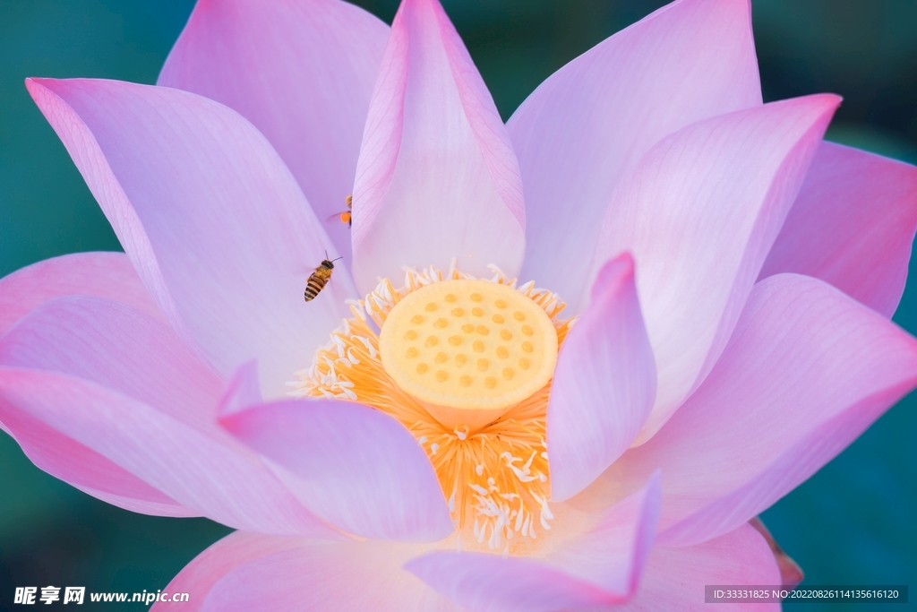 蜜蜂 授粉