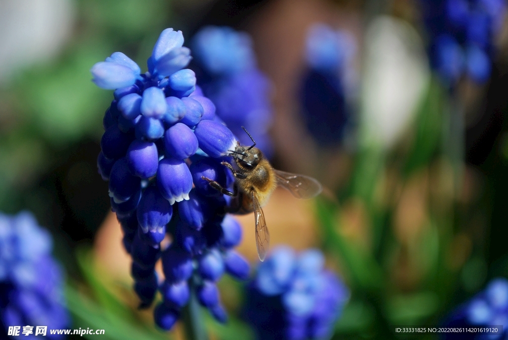 蜜蜂 授粉