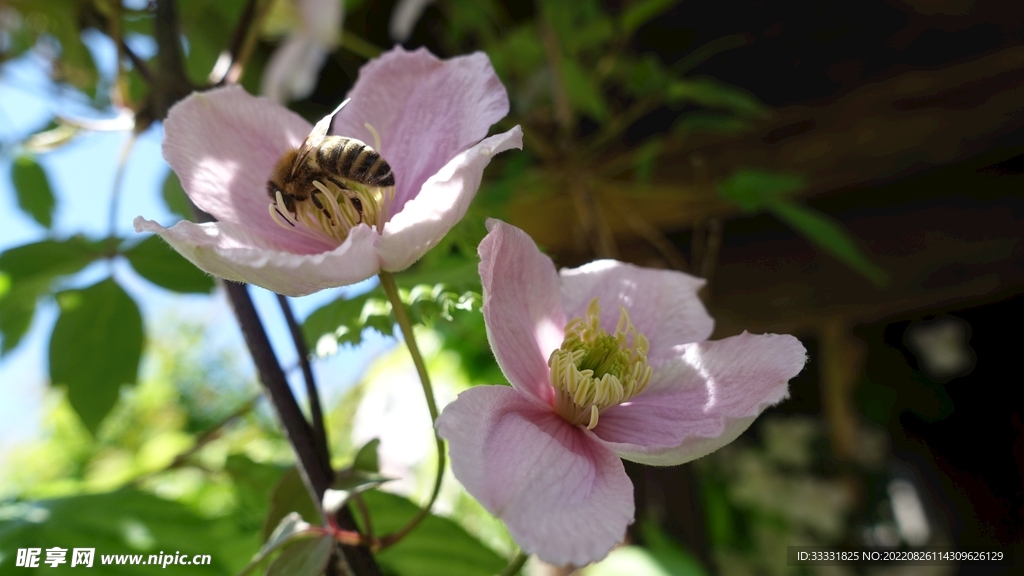 蜜蜂 授粉