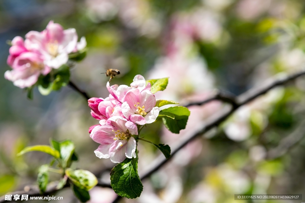 蜜蜂 授粉