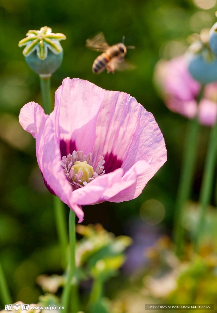 蜜蜂 授粉