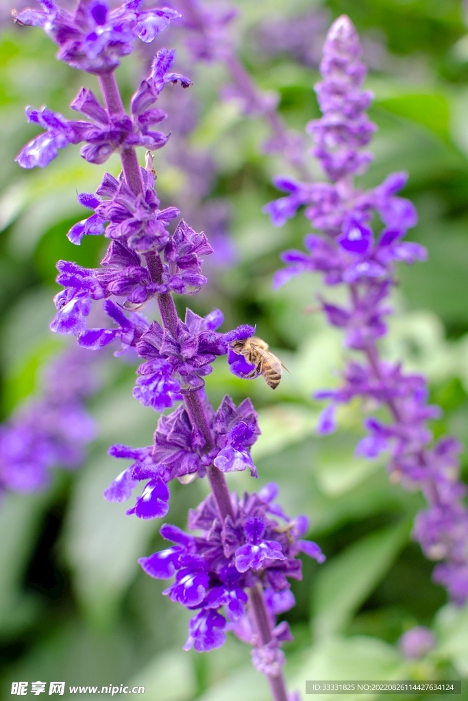 蜜蜂 授粉