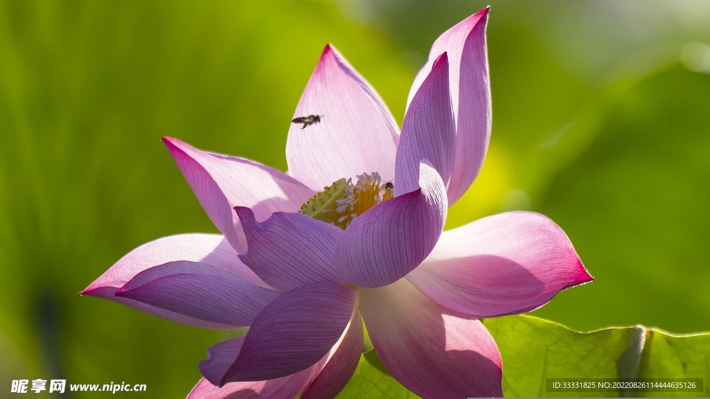 蜜蜂 授粉