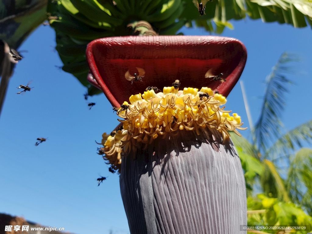 蜜蜂 授粉