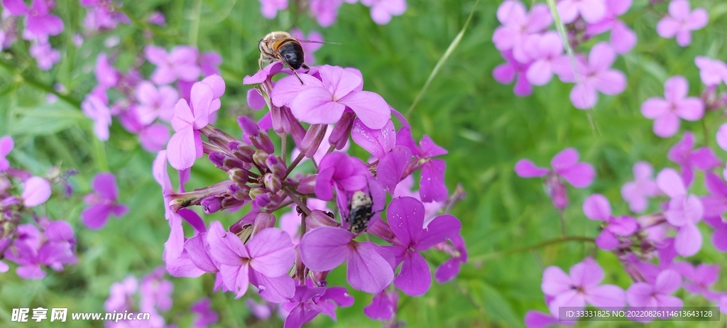 蜜蜂 授粉