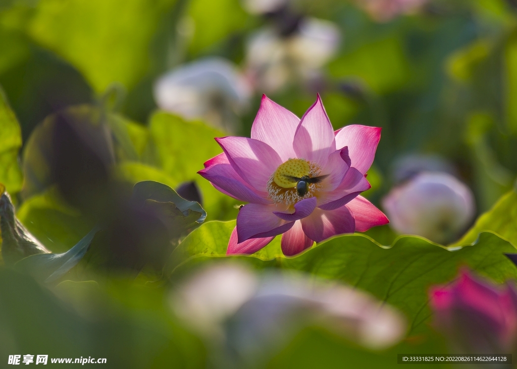 蜜蜂 授粉