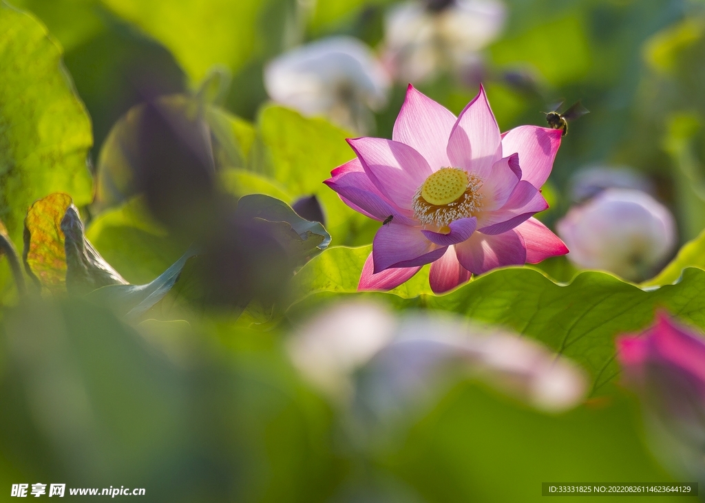 蜜蜂 授粉