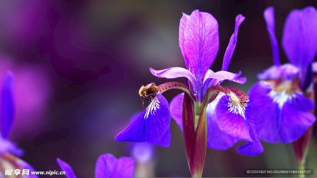 蜜蜂 授粉