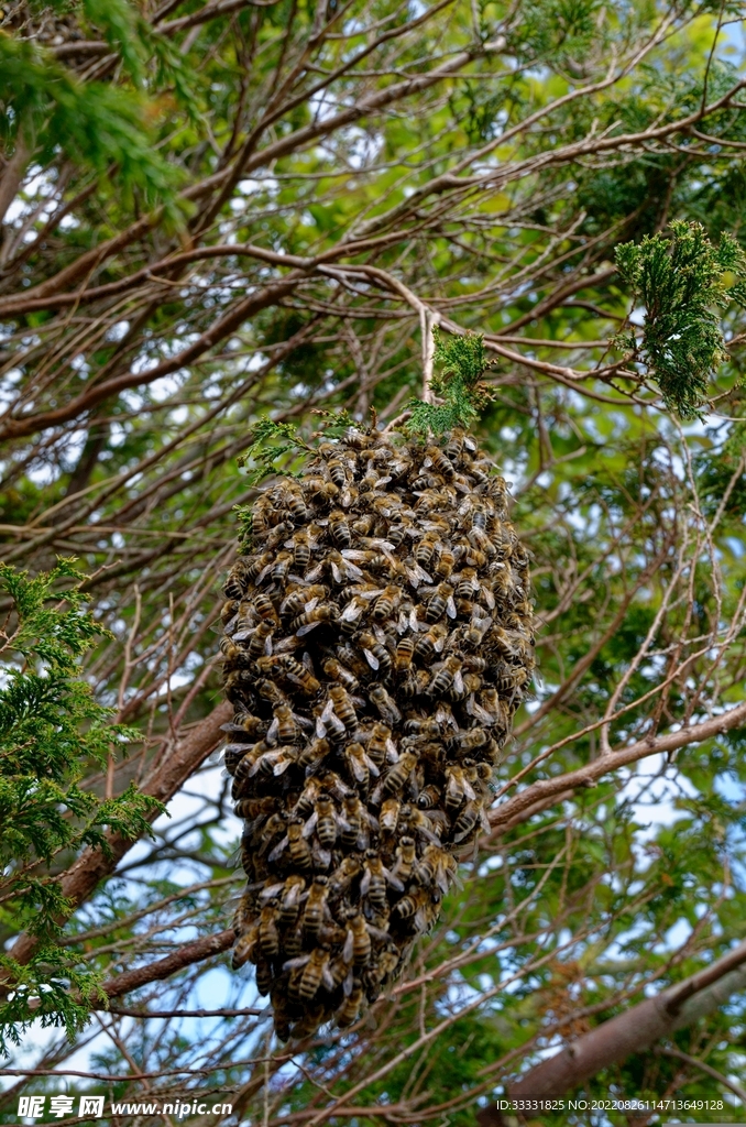 蜜蜂 授粉