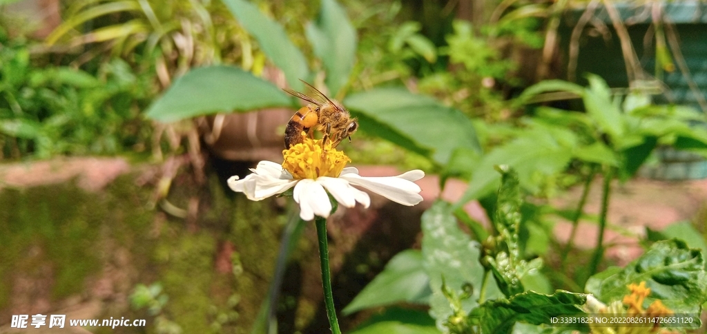 蜜蜂 授粉