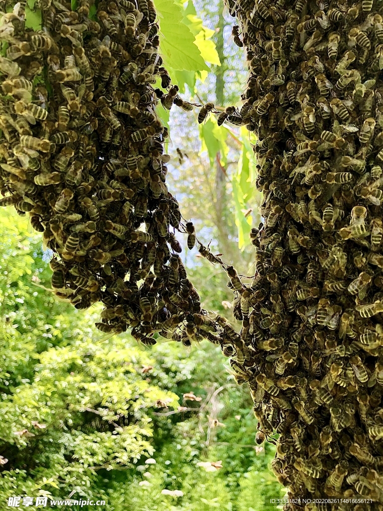 蜜蜂 授粉