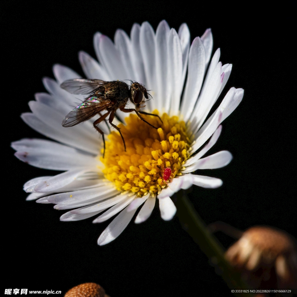 蜜蜂 授粉