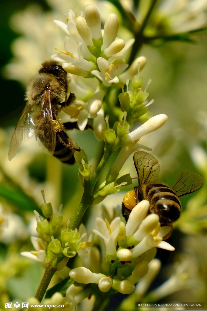 蜜蜂 授粉
