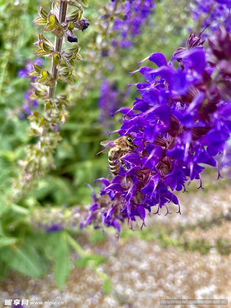 蜜蜂 授粉