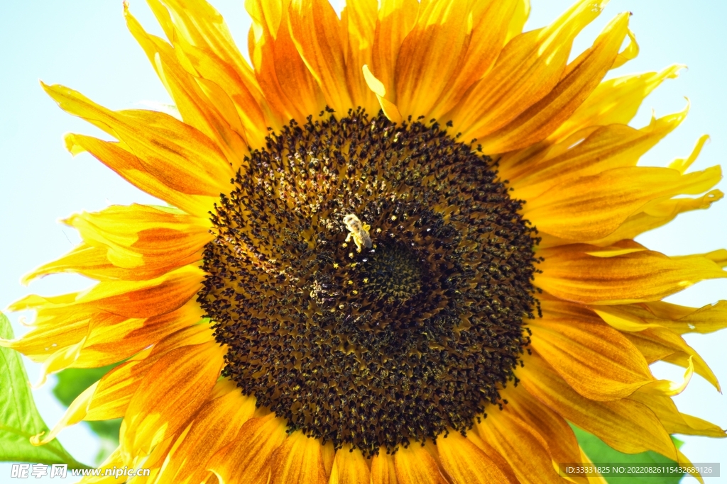 蜜蜂 授粉