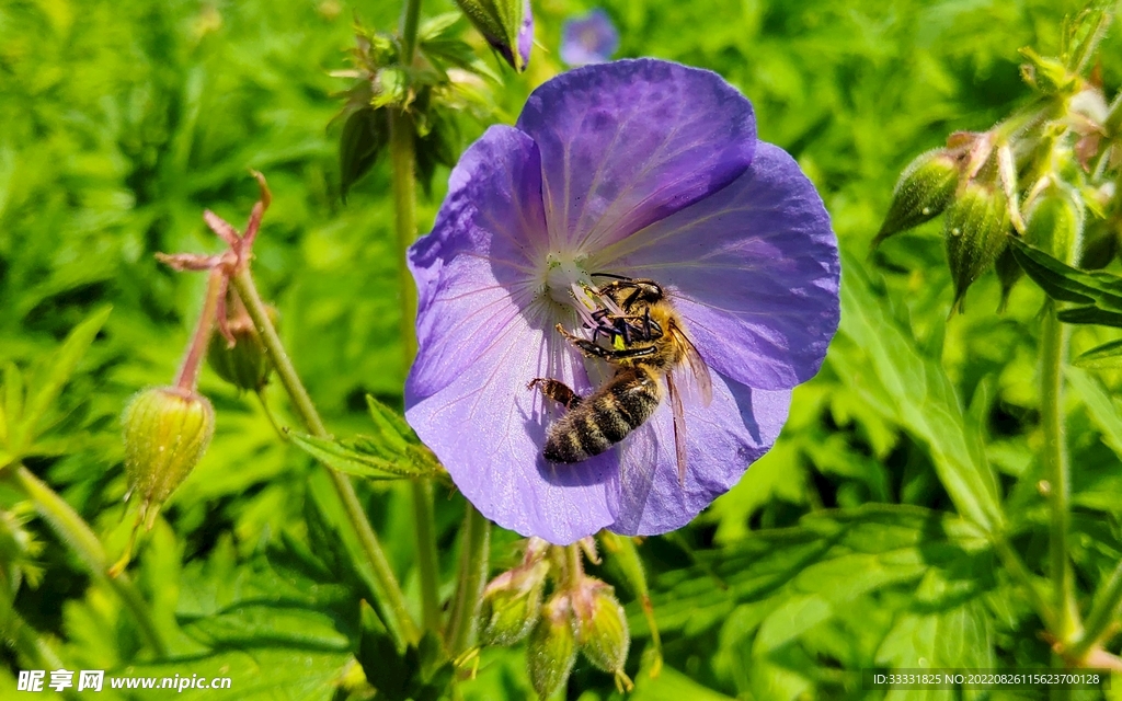 蜜蜂 授粉