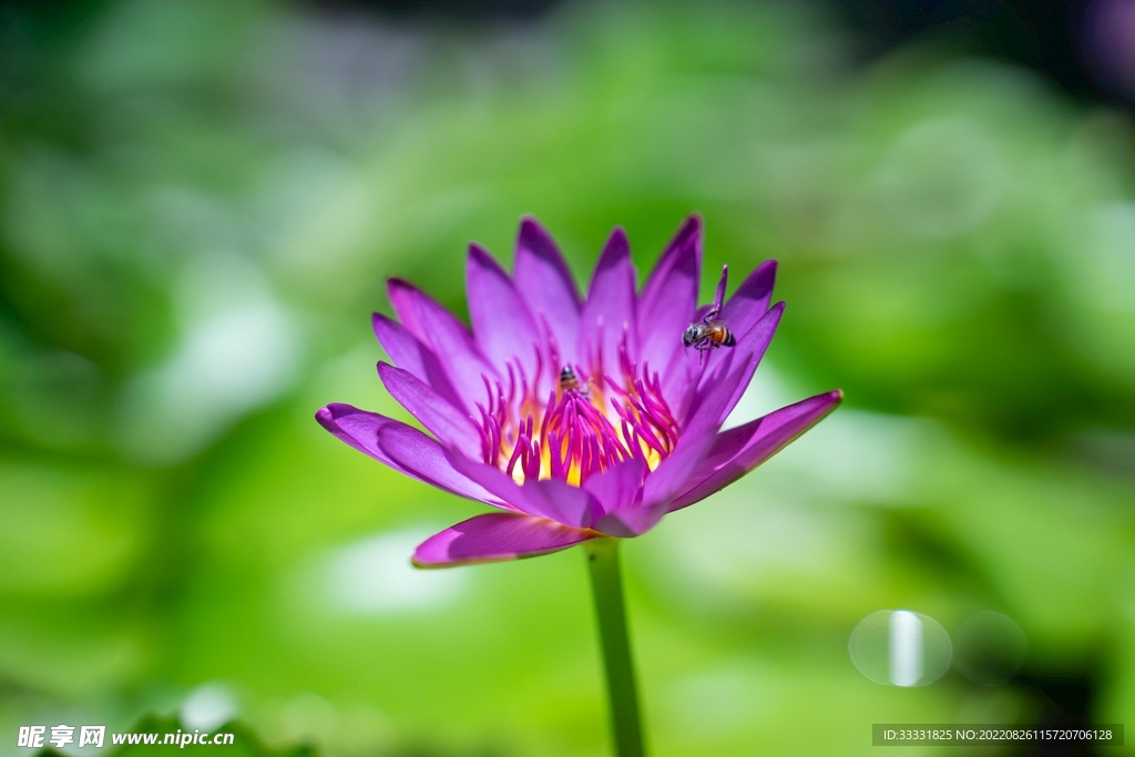 蜜蜂 授粉