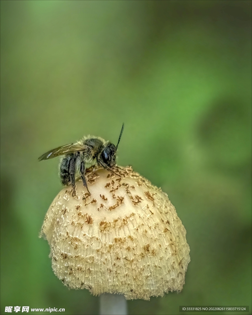 蜜蜂 授粉