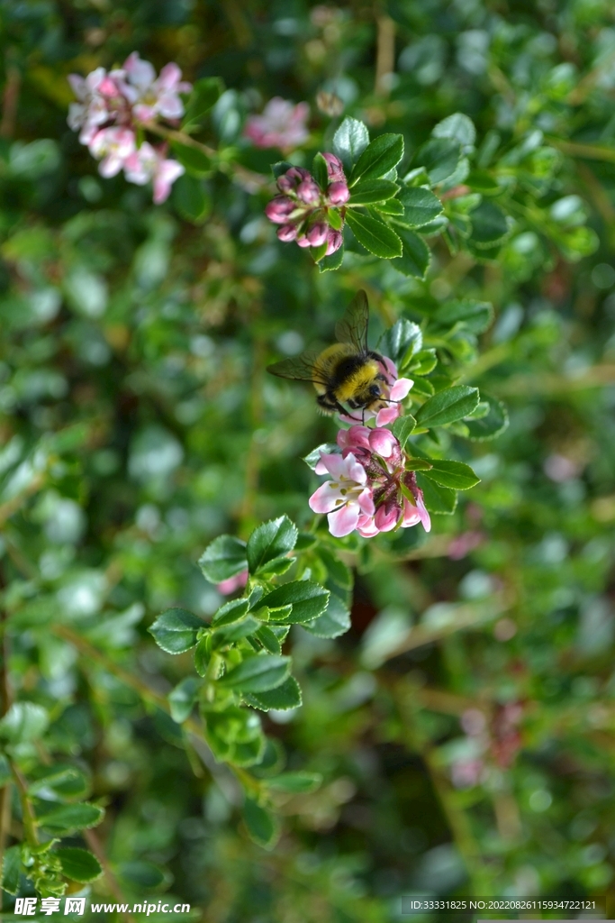 蜜蜂 授粉