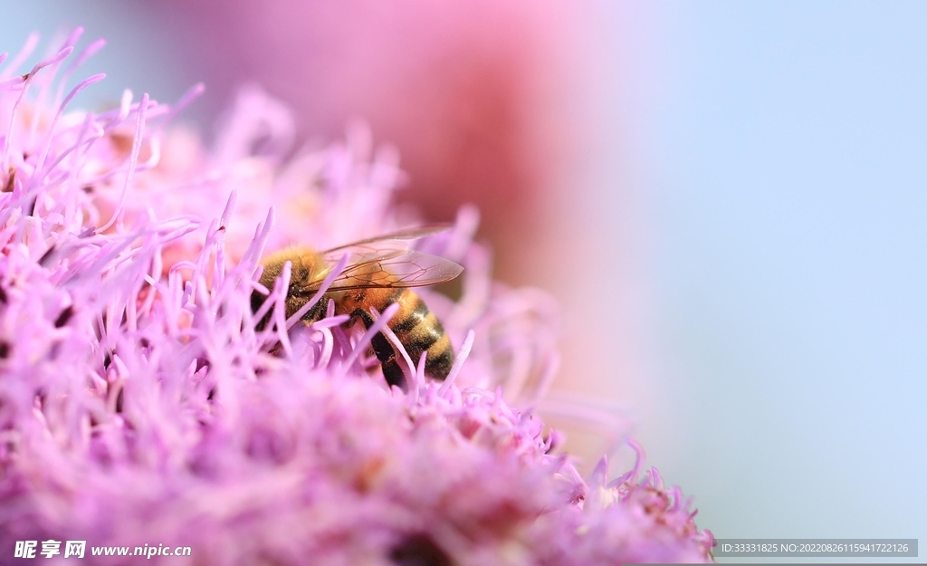 蜜蜂 授粉
