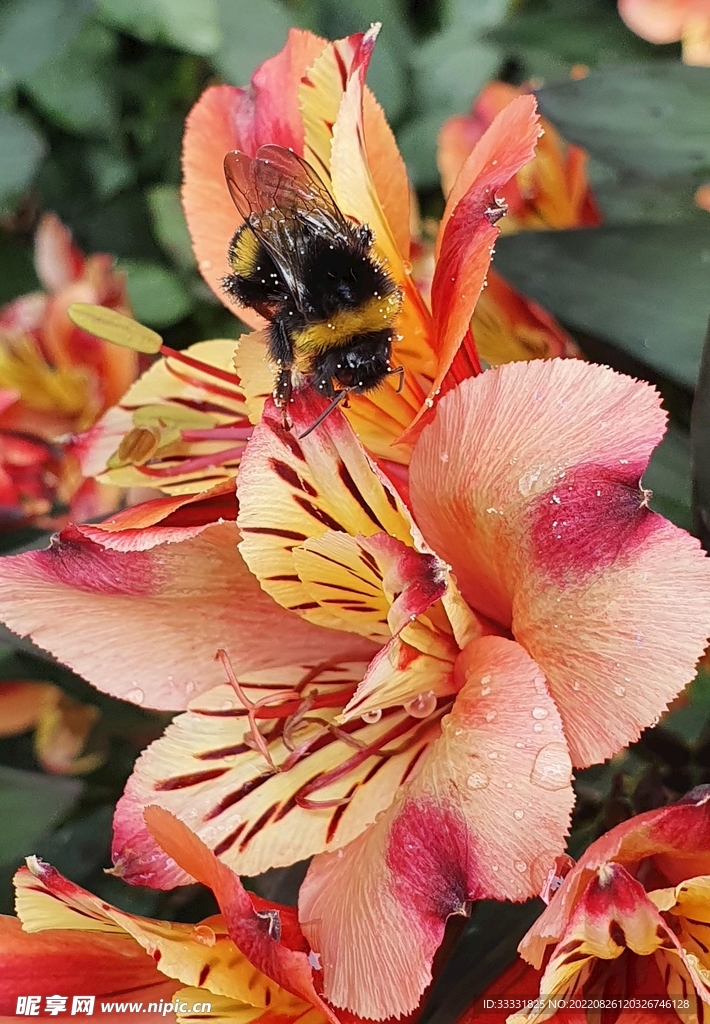 蜜蜂 授粉