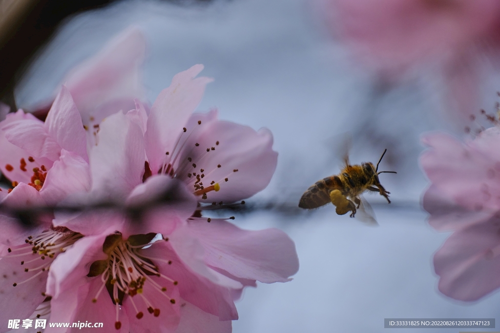 蜜蜂 授粉