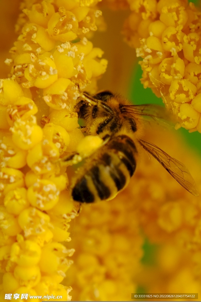 蜜蜂 授粉